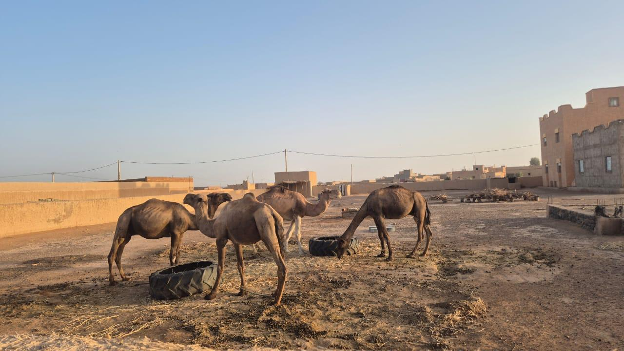 Camelos no deserto durante a viagem de Suyene Uchoa